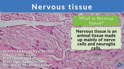 why are muscle tissues similar to nervous tissues